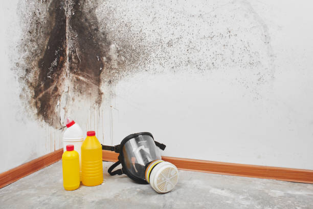 Attic Mold Removal in Paisley, FL