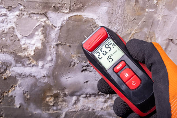 Best Affordable Mold Removal  in Paisley, FL