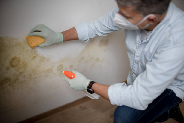 Best Mold Damage Repair  in Paisley, FL