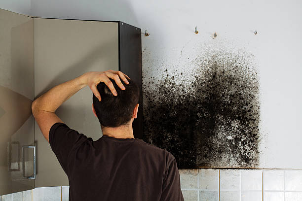 Best Residential Mold Removal  in Paisley, FL